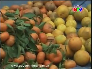 Thương hiệu cam Vinh bị làm nhái