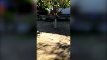 Dog playing with fur