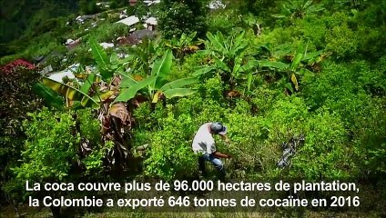 Colombie: quitter l'illégalité de la coca, pétrole de la guerre