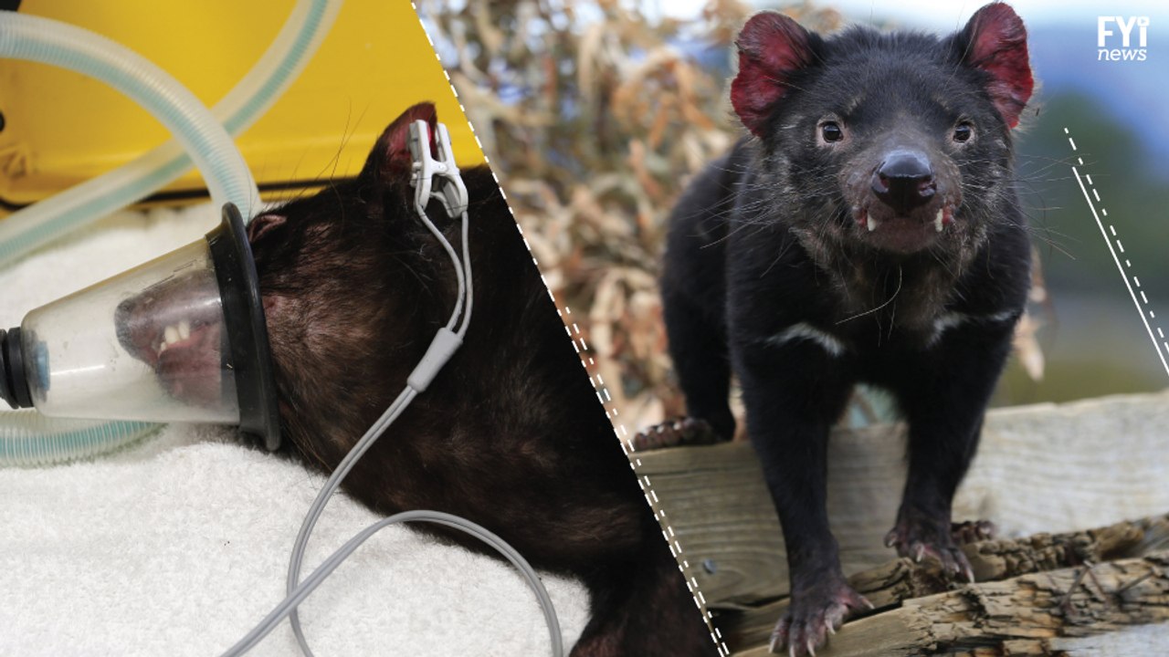 A Cure For Tasmanian Devils Extinction