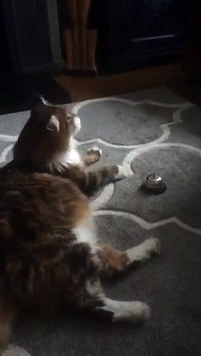 Ce chat sonne la cloche pour manger !