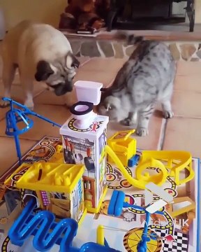 Un chat et chien jouent à un jeu de société LOL