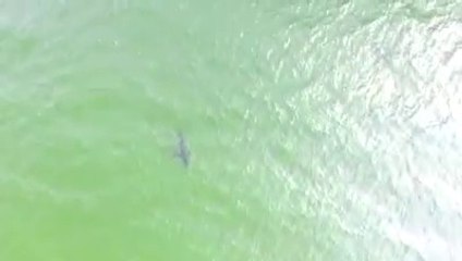 Enorme requin blanc filmé à 50m des côtes américaines !