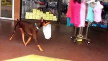 Best Trained & Disciplined Doberman Dogs