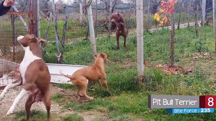 Top 10 Dogs with Strongest Bite Force