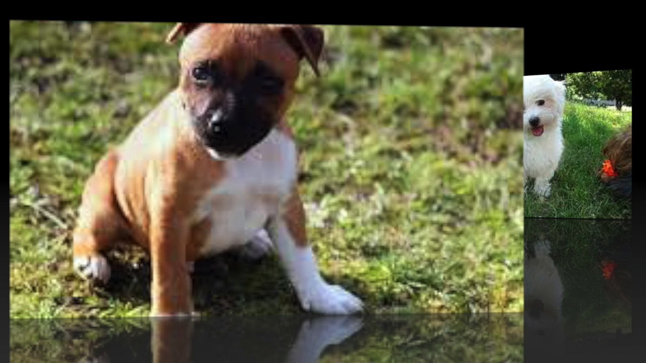 comment choisir un chiot