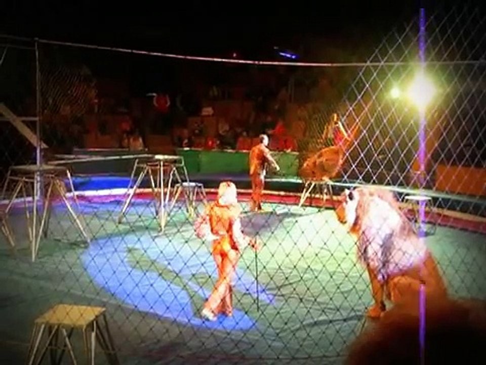 O perigo de usar animais no circo