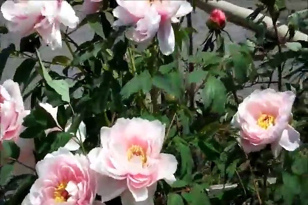 牡丹の季節、春の牡丹園で恥じらいながら風に揺れている春風と花達。