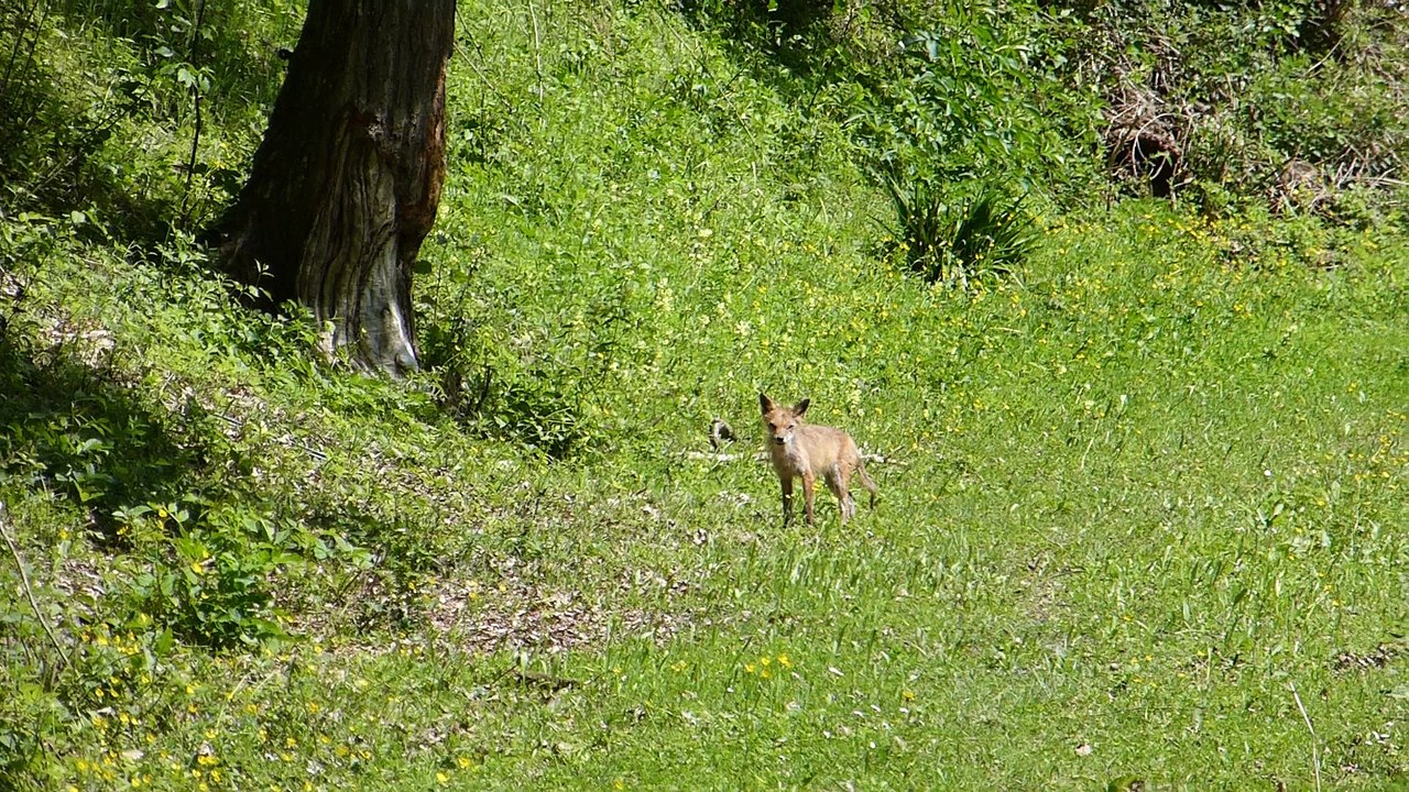Renard