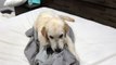 Un chien refuse que sa maîtresse change les draps du lit !