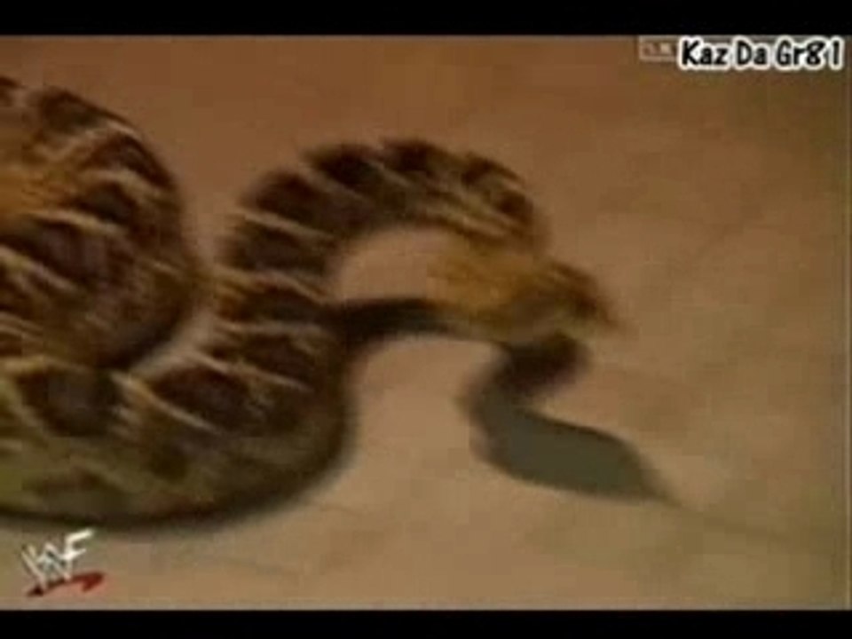 Rattlesnake Attacks Triple H!