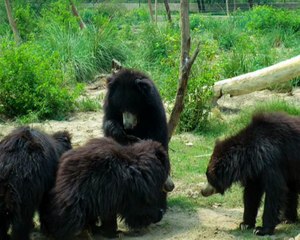 Wildlife SOS Elephant & Bear Sanctuary