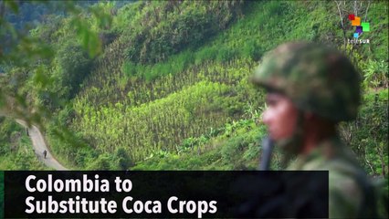 Colombia to Substitute Coca Crops