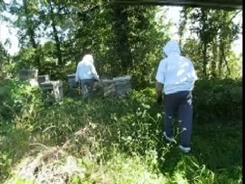 Ruches - Récolte de miel Septembre 2007