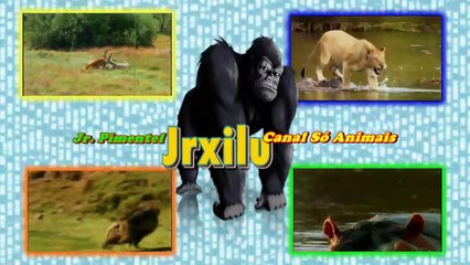 FILHOTE DE TUBARÃO MANGONA PREDADOR DESDE O NASCIMENTO