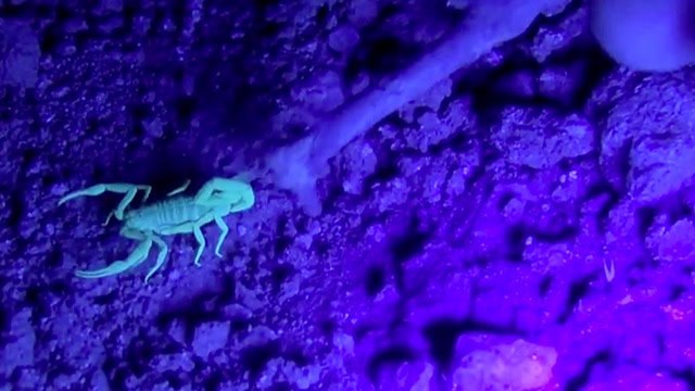 Neon Scorpions Can't Hide From Blacklight