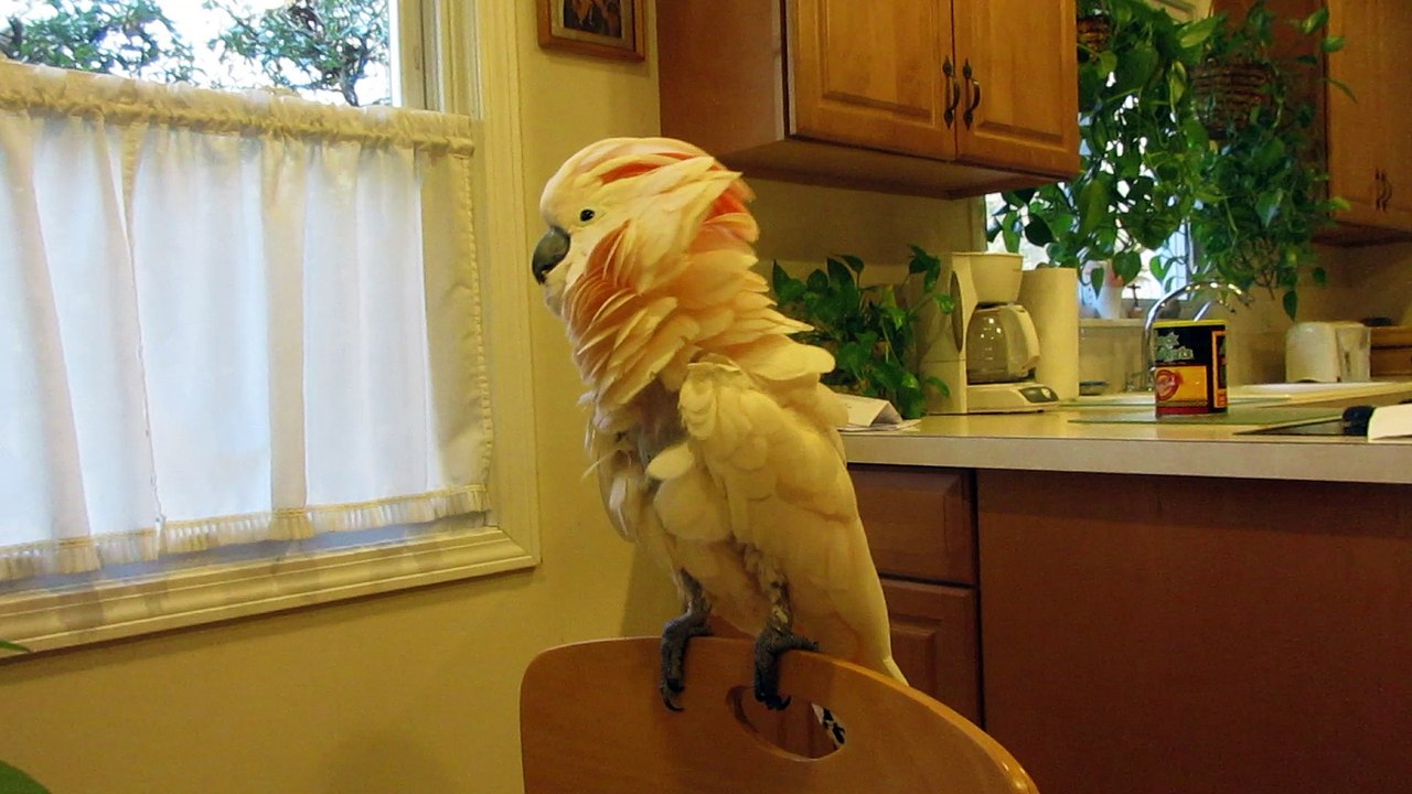 Neck Work Avian Style