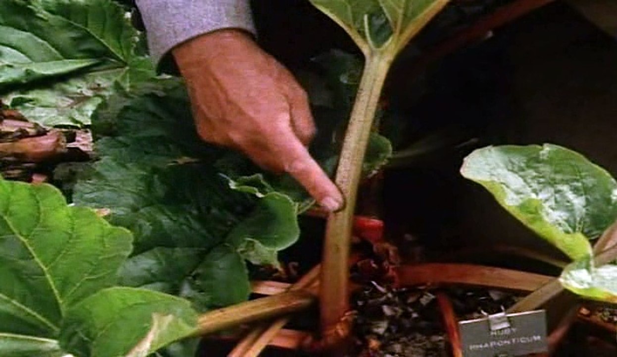 The Victorian Kitchen Garden S01 E13 December video Dailymotion