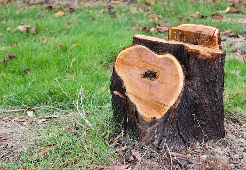 How to Remove a Tree Stump
