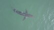 Close Look at Great White Shark in Dana Point, California