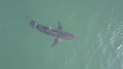 Close Look at Great White Shark in Dana Point, California
