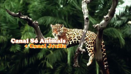 ARANHA RODA DOURADA FUGA ESPETACULAR