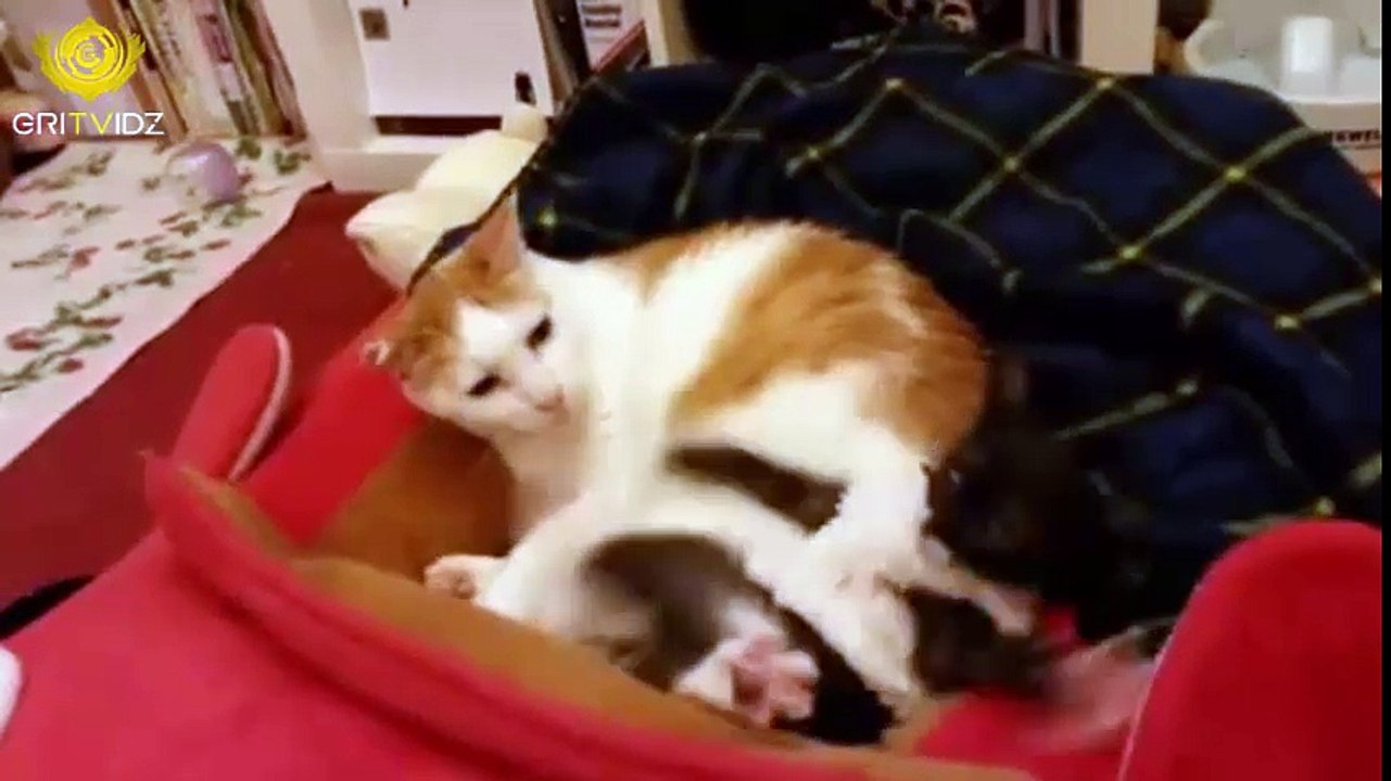 this is Sparta [Cat Version]