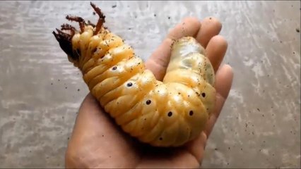 Lifetime of a Dynastes Hercules Rhinoceros Beetle