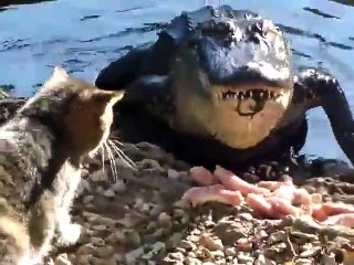 Кот против аллигатора(480)