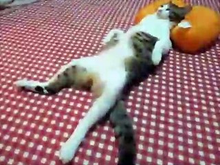 Такие чудные коты, такого я еще не видел...