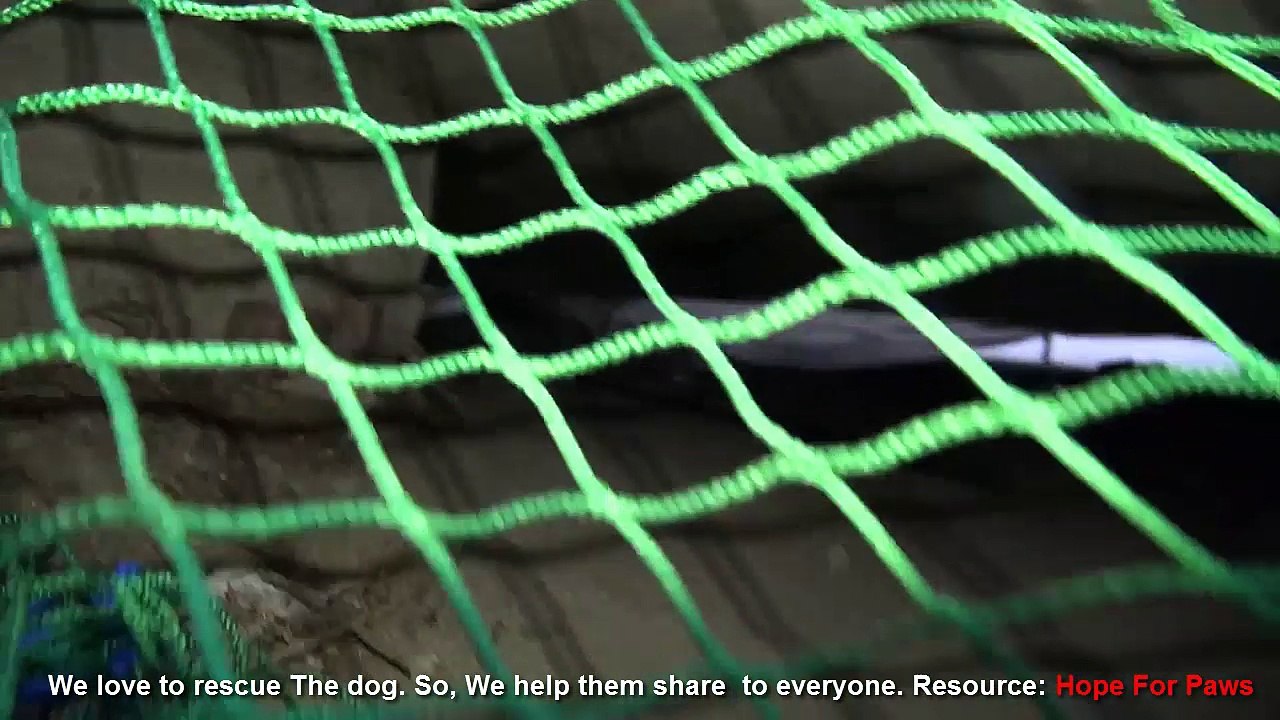 Saving a homeless dog from an underground sewer system. Please share.