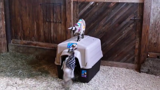 Des bébés chèvres en pyjamas... Trop adorable