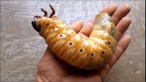 Cette larve géante se transforme en magnifique scarabée Dynaste Hercule