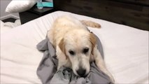 Ce chien aime tellement l'odeur des draps sales qu'il empêche sa maîtresse de les changer