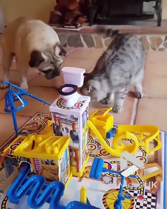 Quand un chien et un chat jouent à un jeu de société ensemble, ça fini en bagarre