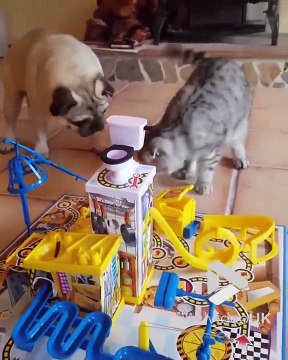 Quand un chien et un chat jouent à un jeu de société ensemble, ça fini en bagarre