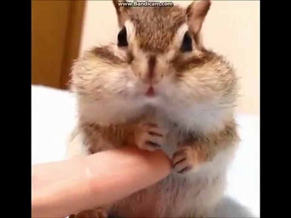 小動物が破壊級の可愛さ　麻田義貴 (5)