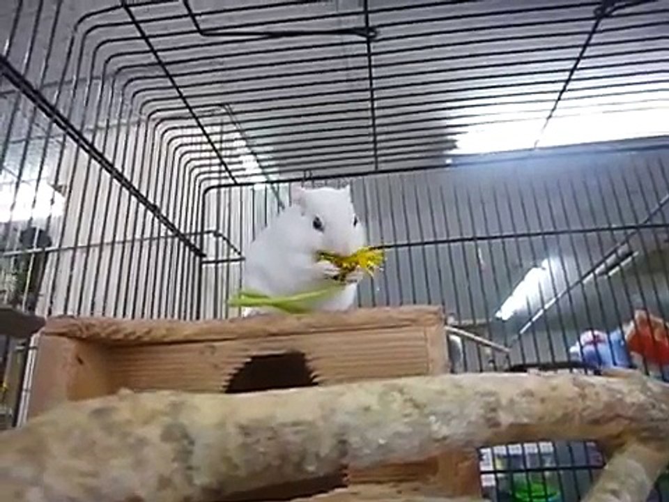 小動物が破壊級の可愛さ　麻田義貴 (6)