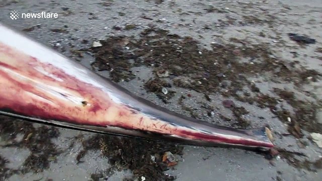 Beached Minke whale in Grandview Nature Preserve, Virginia