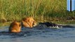 Lion fights off massive croc to save younger brother crossing river