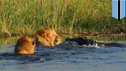 Lion fights off massive croc to save younger brother crossing river
