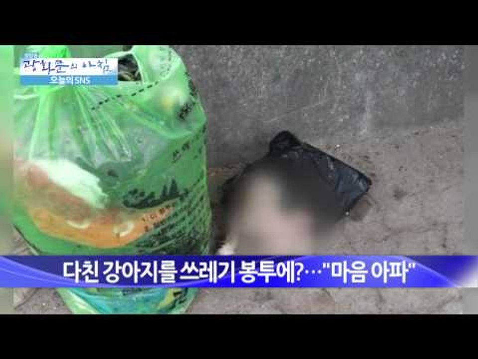 다친 강아지를 쓰레기 봉투에? [광화문의 아침] 57회 20150826