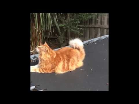 Could This Be the World's Longest Cat?