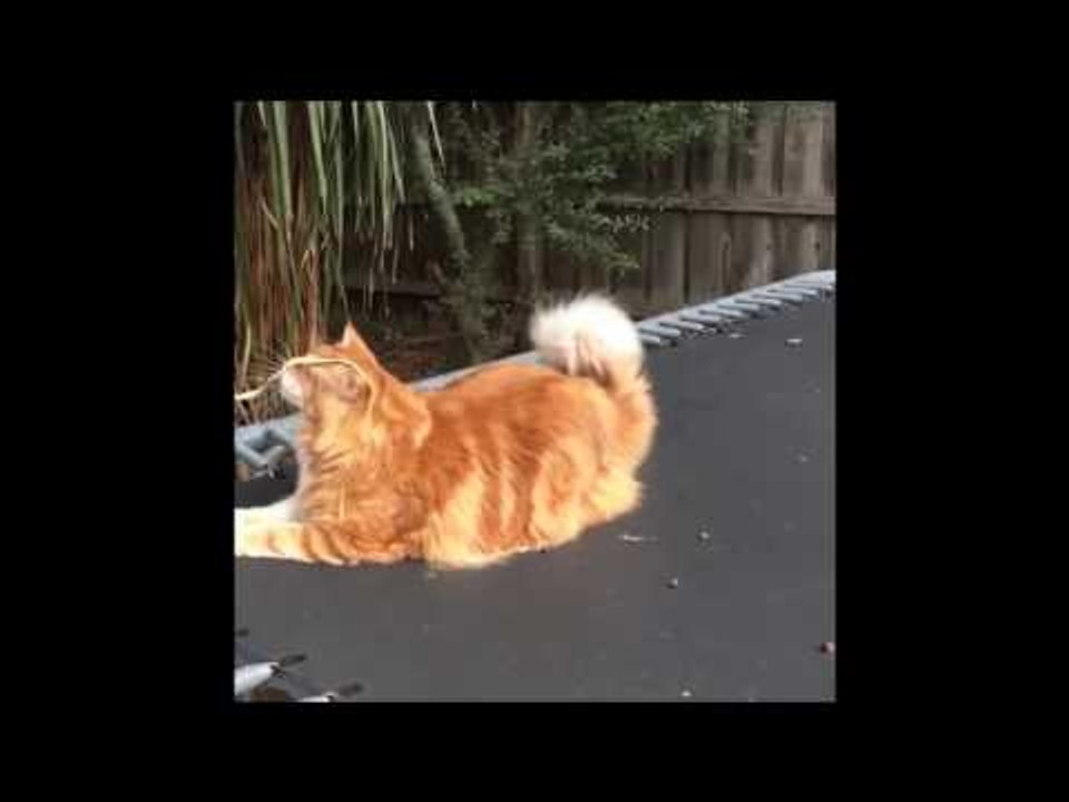 Could This Be the World's Longest Cat?