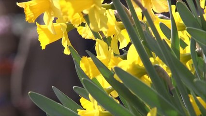 هذا الصباح-معرض كوكنهوف.. روعة أزهار الربيع بهولندا