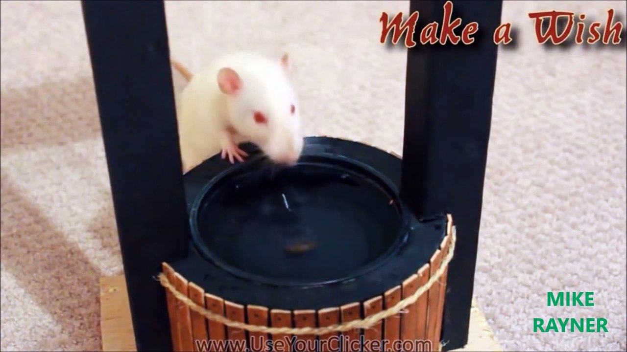 Funny Animals Cats & Dogs, Amazing Pets Agility & Talent Compilation, Best #1 hour Cute Pet Moments_8
