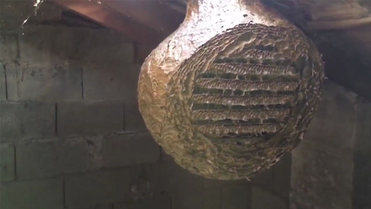 Autopsie d'un nids de frelons asiatique