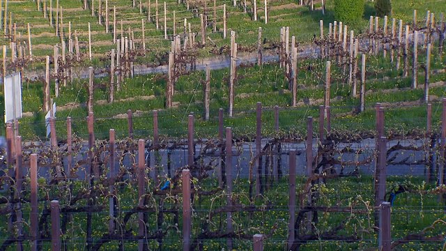 Opel Crossland X: un crossover urbain à la ligne sophistiquée