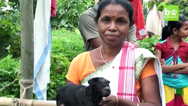 This cyclops goat born with 1 eye is worshipped by villagers that hail it as God's miracle