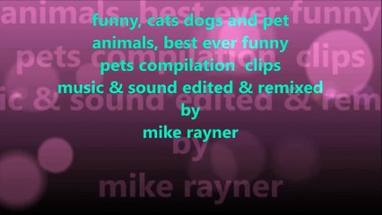 Funny Animals Cats & Dogs, Amazing Pets Agility & Talent Compilation, Best #1 hour Cute Pet Moments_1